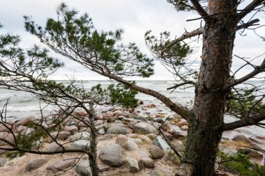 ağaç gövdeleri satırlar halinde deniz plaj