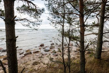 ağaç gövdeleri satırlar halinde deniz plaj
