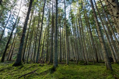 Eski orman satırları ağaç gövdeleri