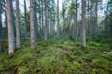 Eski orman satırları ağaç gövdeleri