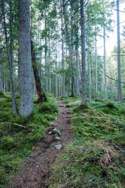 Eski orman satırları ağaç gövdeleri