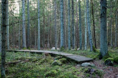 Antik ormandaki yaprakları eski ahşap tahta kaplı