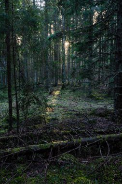 Eski orman satırları ağaç gövdeleri