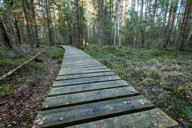 Antik ormandaki yaprakları eski ahşap tahta kaplı