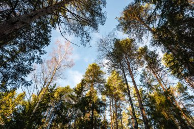 ağaç taç ile görülen bulutlu gökyüzü