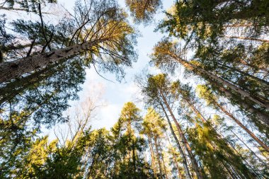 ağaç taç ile görülen bulutlu gökyüzü