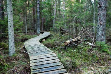 Antik ormandaki yaprakları eski ahşap tahta kaplı
