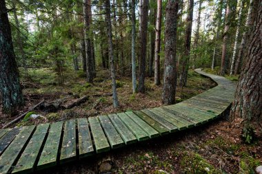 Antik ormandaki yaprakları eski ahşap tahta kaplı
