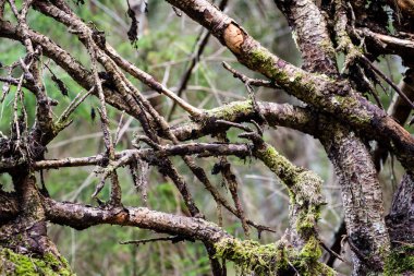 Eski orman satırları ağaç gövdeleri
