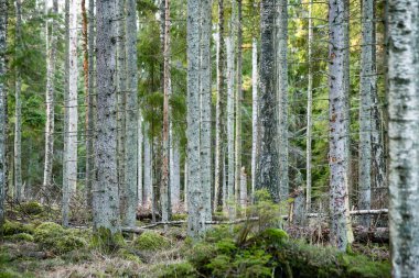 Eski orman satırları ağaç gövdeleri