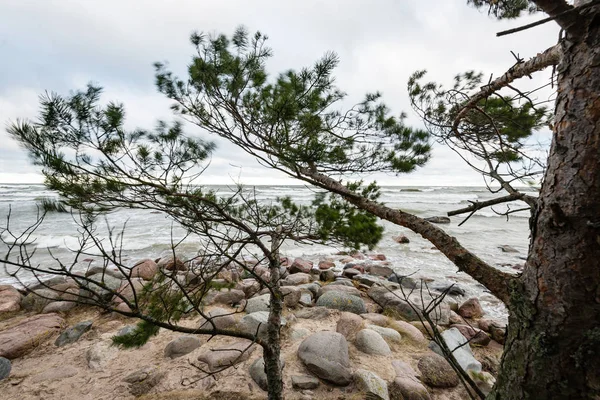 Trädstammar i rader på sea beach — Stockfoto