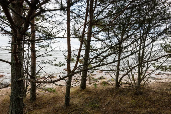 Kmeny stromů v řádcích na pláži u moře — Stock fotografie