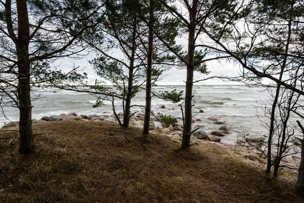 Kmeny stromů v řádcích na pláži u moře — Stock fotografie