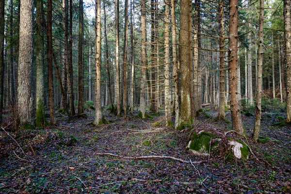 Troncs d'arbres en rangées dans la forêt ancienne — Photo