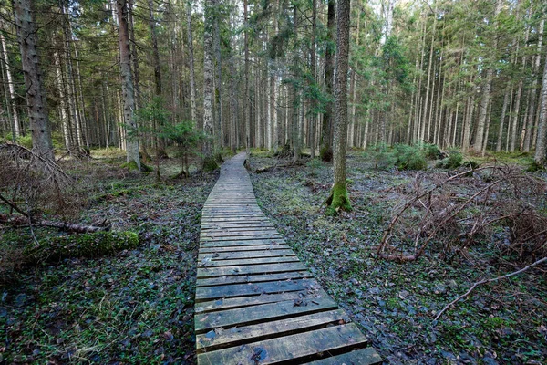 Oude houten promenade bedekt met bladeren in oude bos — Stockfoto