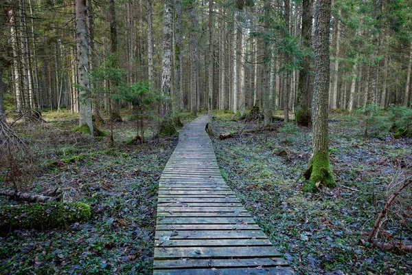 Oude houten promenade bedekt met bladeren in oude bos — Stockfoto