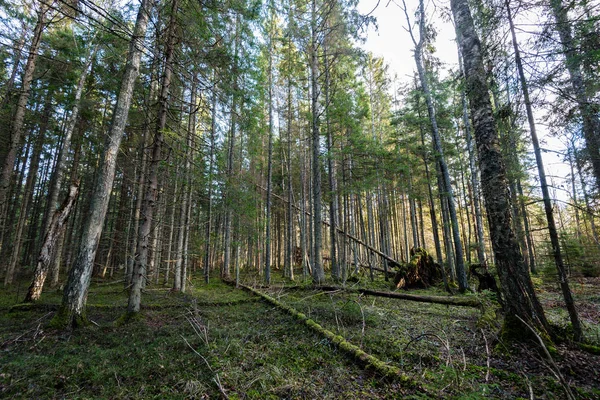 Стовбури дерев в рядах в стародавньому лісі — стокове фото