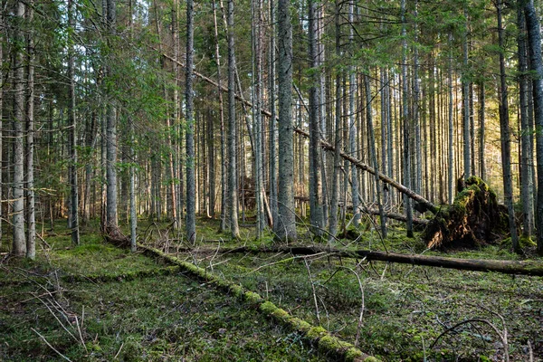 Pnie drzew w wierszach w starego lasu — Zdjęcie stockowe