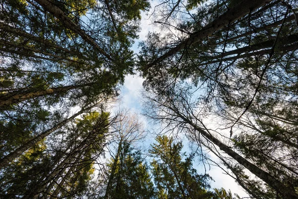 樹冠を通して見た雲と空 — ストック写真