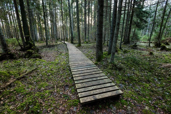 Παλιά ξύλινα boardwalk καλύπτονται με φύλλα στο αρχαίο δάσος — Φωτογραφία Αρχείου