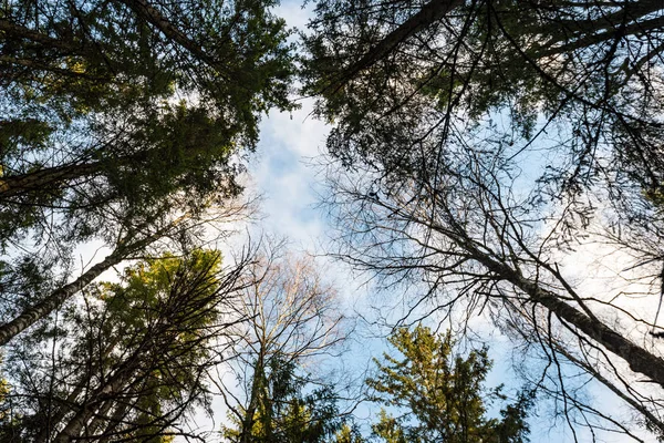 樹冠を通して見た雲と空 — ストック写真