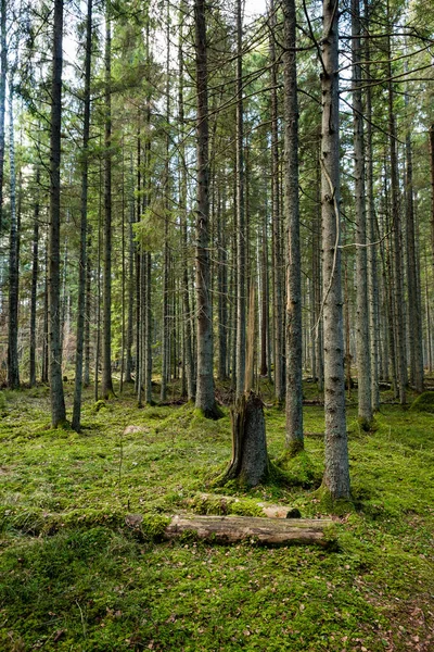 Pnie drzew w wierszach w starego lasu — Zdjęcie stockowe