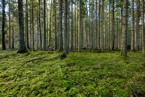 Tronchi d'albero in file in foresta antica — Foto Stock