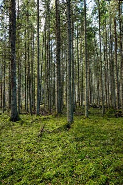 Kmeny stromů v řádcích v prales — Stock fotografie