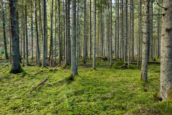 Tronchi d'albero in file in foresta antica — Foto Stock
