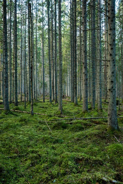 Стволы деревьев в рядах в древнем лесу — стоковое фото