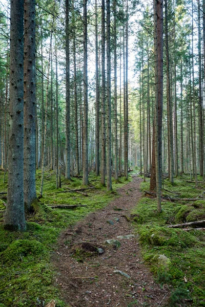 Troncos de árboles en hileras en bosque antiguo —  Fotos de Stock