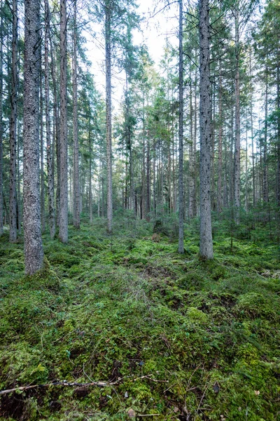 Tronchi d'albero in file in foresta antica — Foto Stock