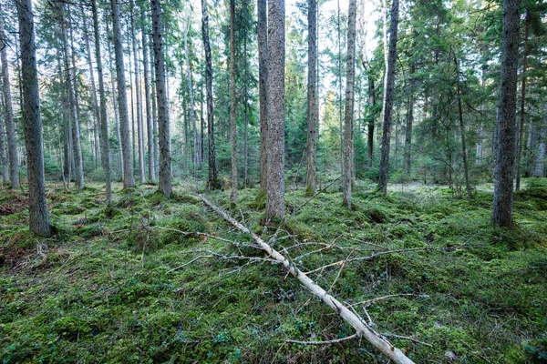 Troncos de árboles en hileras en bosque antiguo —  Fotos de Stock