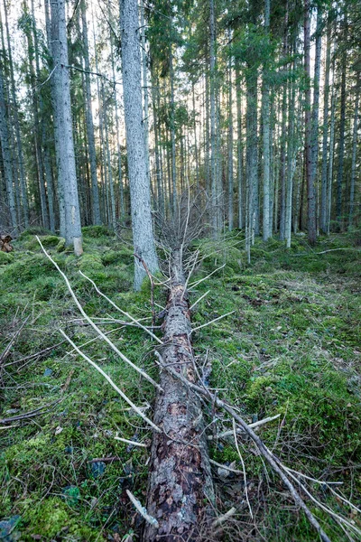 Troncos de árvore em fileiras na floresta antiga — Fotografia de Stock