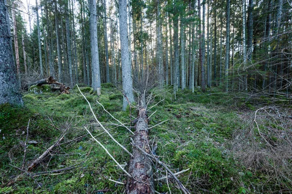 Troncos de árboles en hileras en bosque antiguo — Foto de Stock