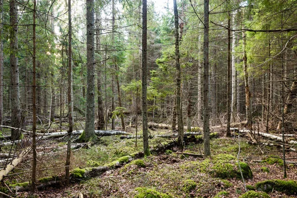 Стовбури дерев в рядах в стародавньому лісі — стокове фото