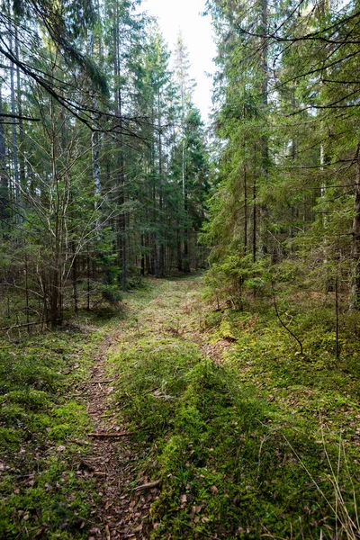 Baumstämme reihen sich in uraltem Wald — Stockfoto