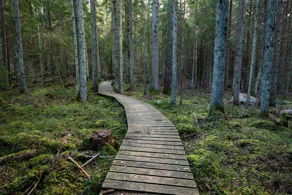 古い木の遊歩道は、古代森林における葉で覆われています。 — ストック写真