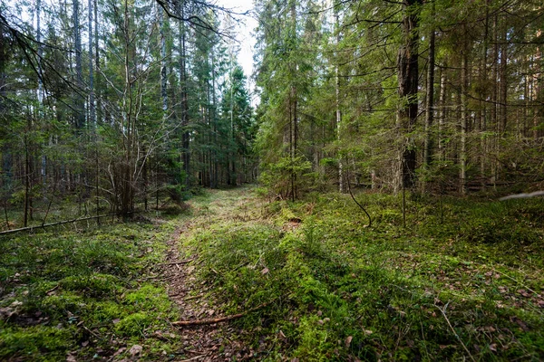 Troncos de árboles en hileras en bosque antiguo —  Fotos de Stock