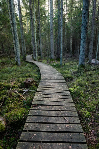 Old wooden boardwalk covered with leaves in ancient forest — Stock Photo, Image