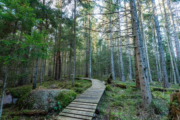 Alte Holzpromenade mit Laub bedeckt im alten Wald — Stockfoto