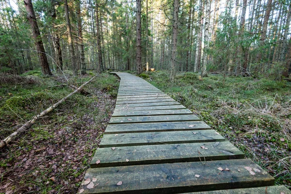 Old wooden boardwalk covered with leaves in ancient forest — Stock Photo, Image