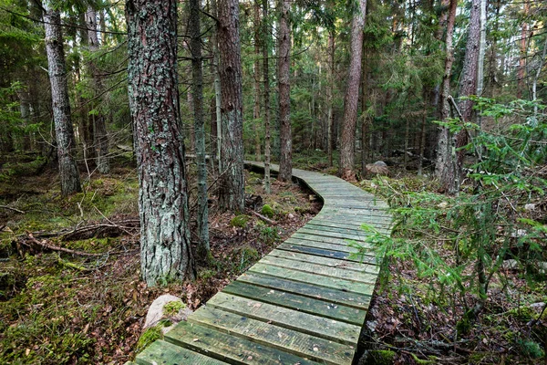 Kayu tua boardwalk ditutupi dengan daun di hutan kuno — Stok Foto