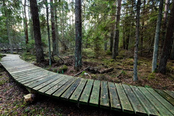 Παλιά ξύλινα boardwalk καλύπτονται με φύλλα στο αρχαίο δάσος — Φωτογραφία Αρχείου