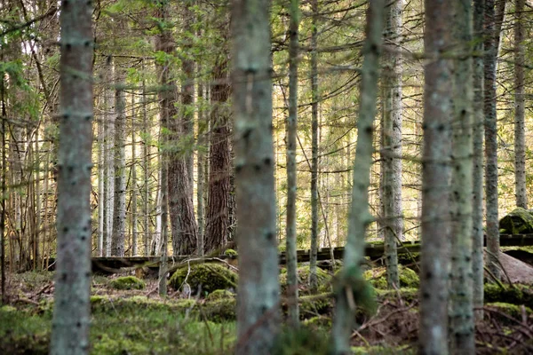 Troncos de árvore em fileiras na floresta antiga — Fotografia de Stock