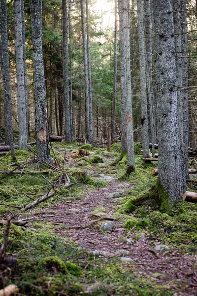 Baumstämme reihen sich in uraltem Wald — Stockfoto