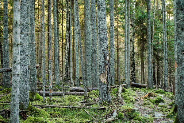 Tronchi d'albero in file in foresta antica — Foto Stock