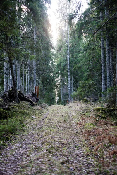 Troncs d'arbres en rangées dans la forêt ancienne — Photo