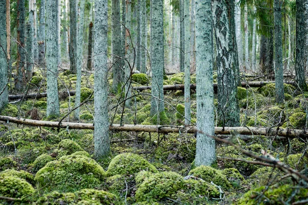 Troncs d'arbres en rangées dans la forêt ancienne — Photo