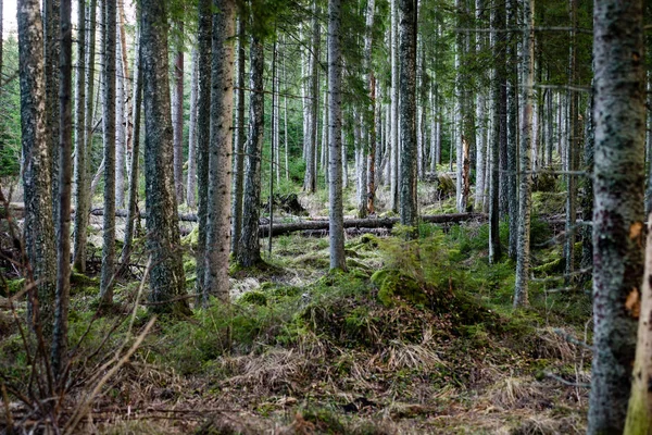 Pnie drzew w wierszach w starego lasu — Zdjęcie stockowe